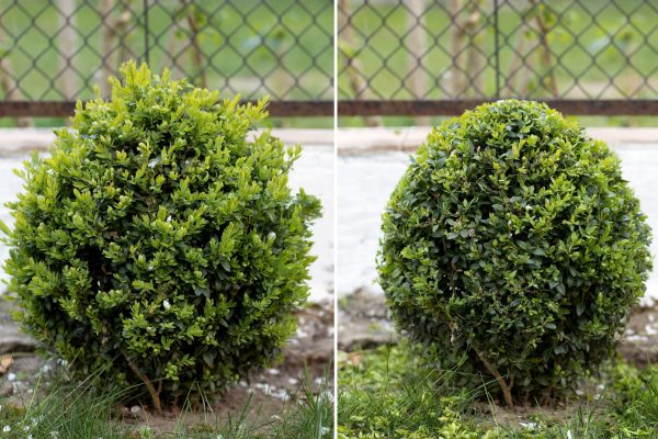 hedge trimming